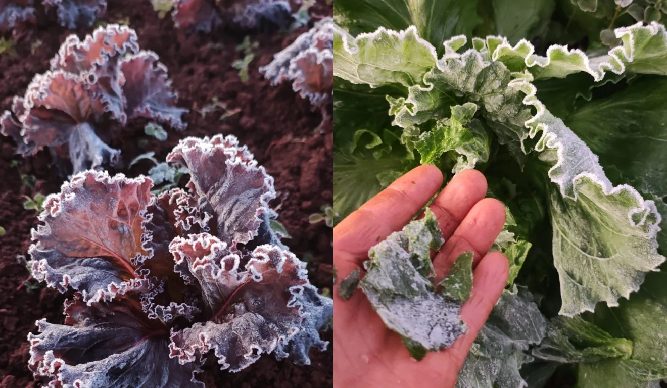 Frio intenso no Paraná: temperaturas negativas e belas paisagens na geada