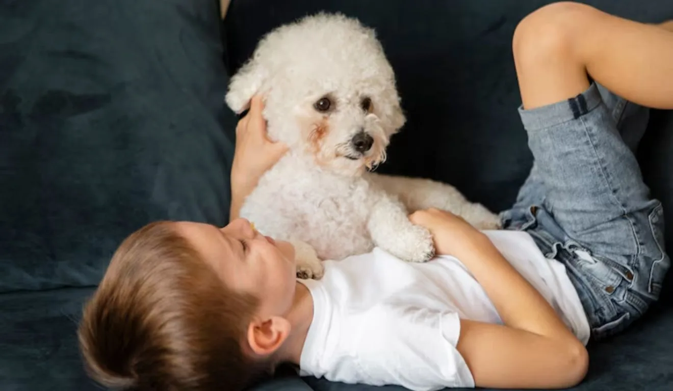 poodle em colo de criança
