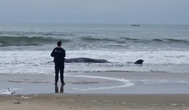Baleia encalhada na areia