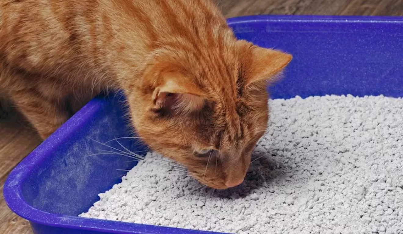 gato na caixa de areia