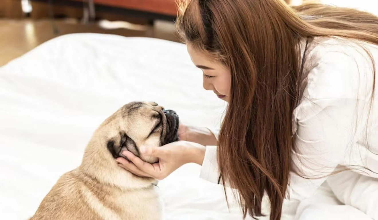mulher fazendo carinho em pug