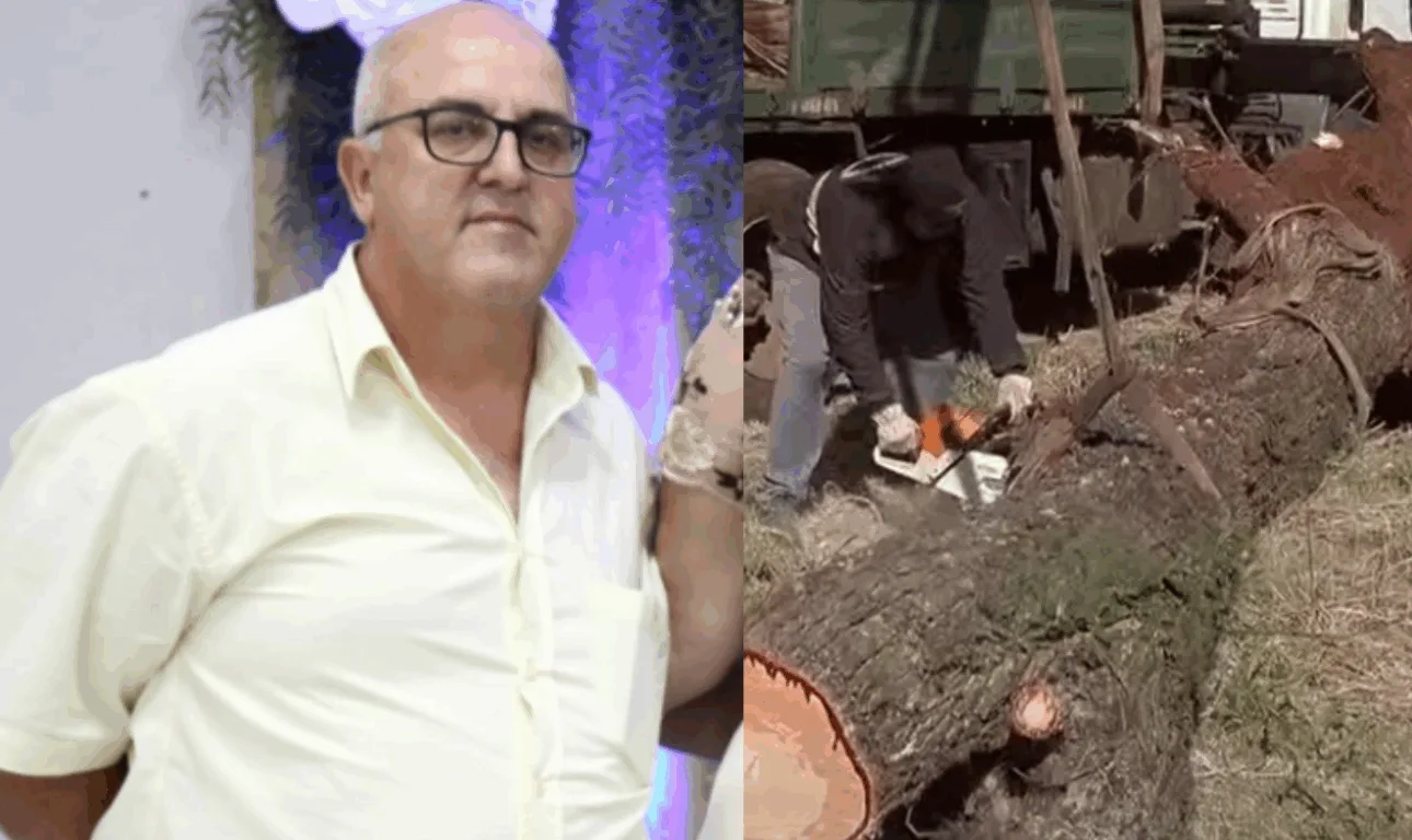 homem de um lado e ávore que caiu de outro 