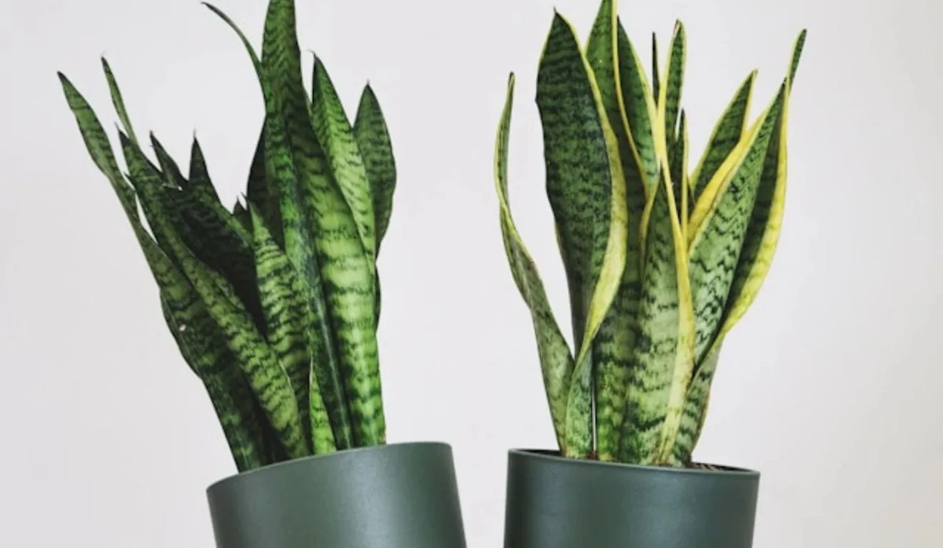 espada de são jorge