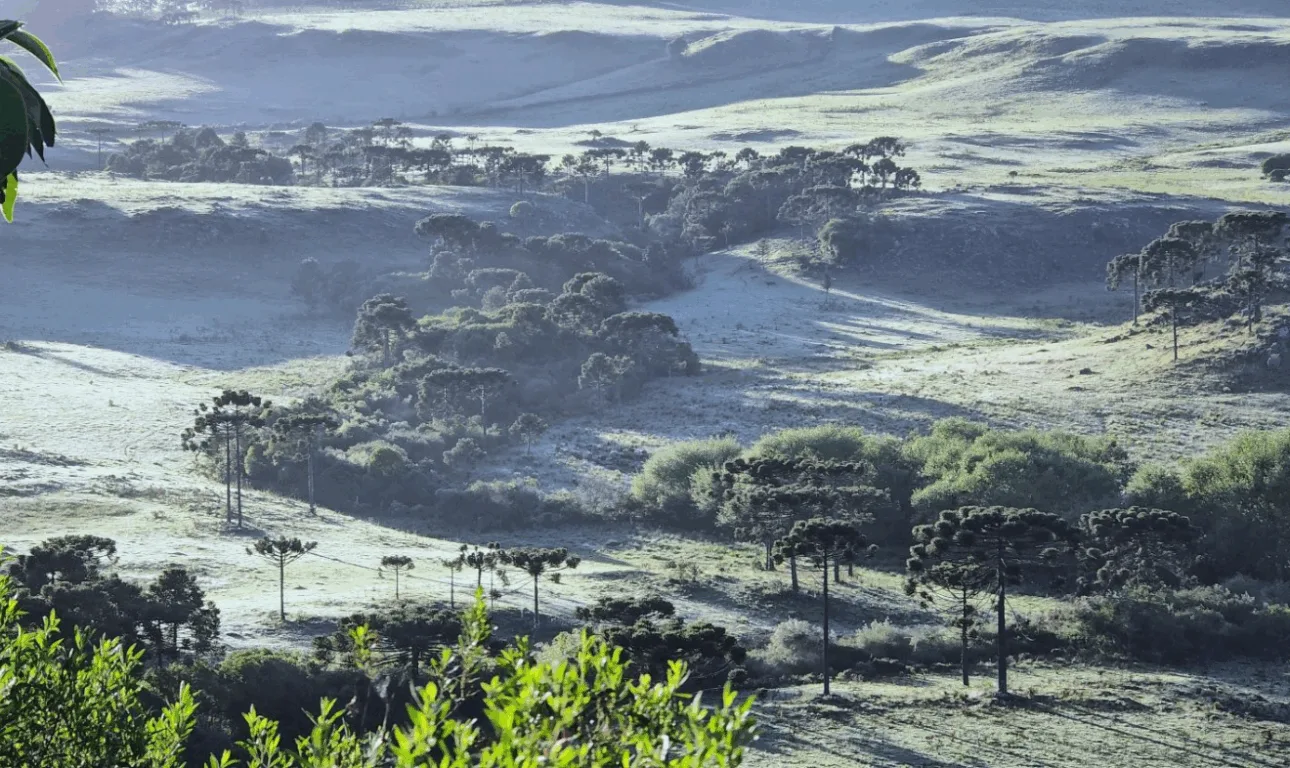 Neve vista de cima em uma área verde com árvores