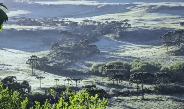 Neve vista de cima em uma área verde com árvores