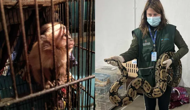 Animais foram resgatados em operação contra tráfico internacional