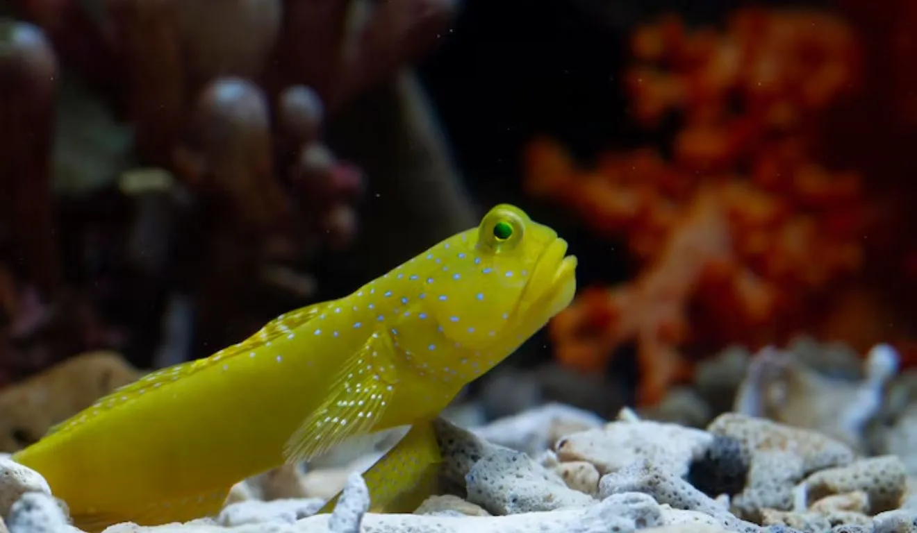 peixe-leão em aquário