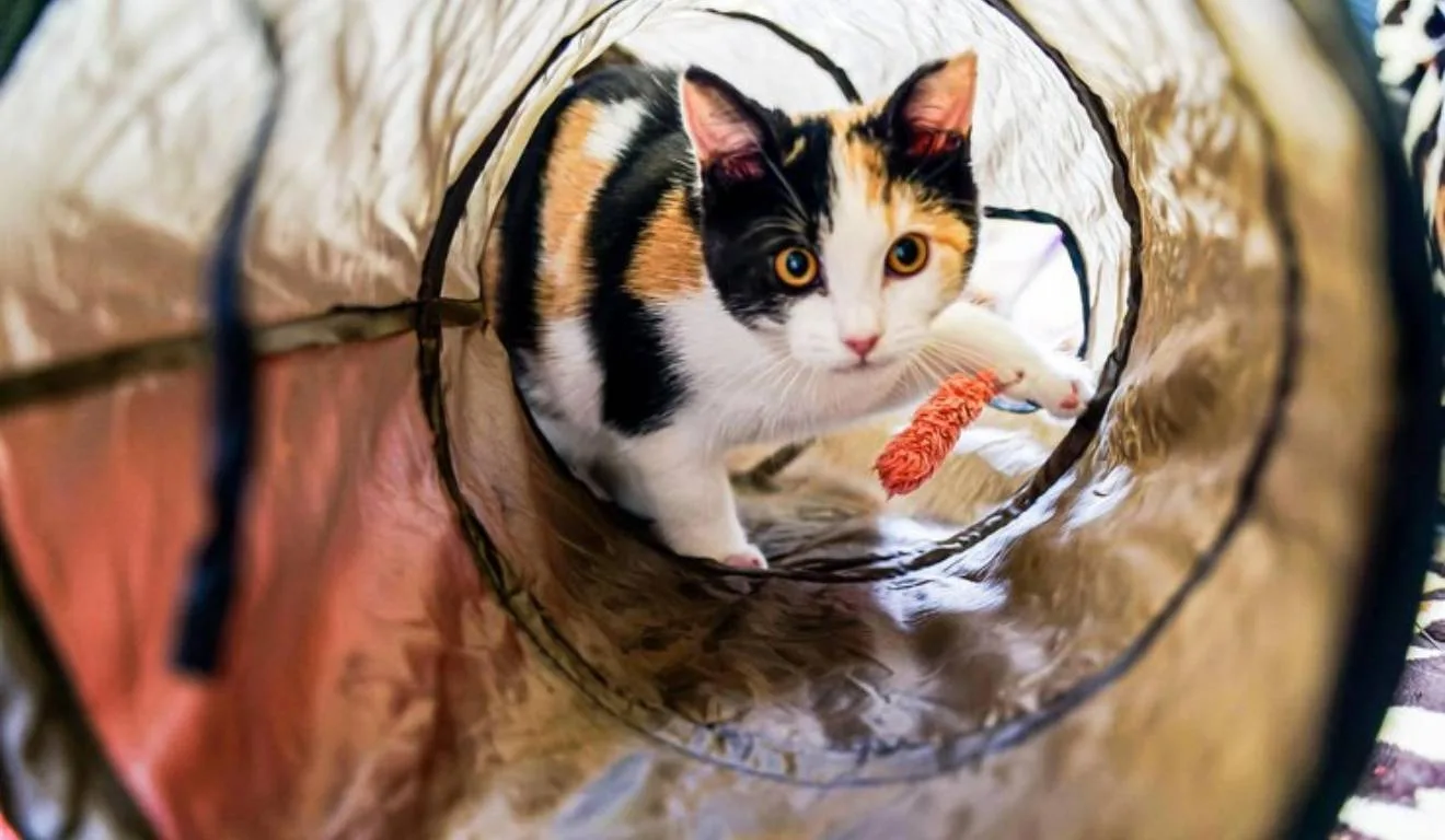 gato brincando em túnel