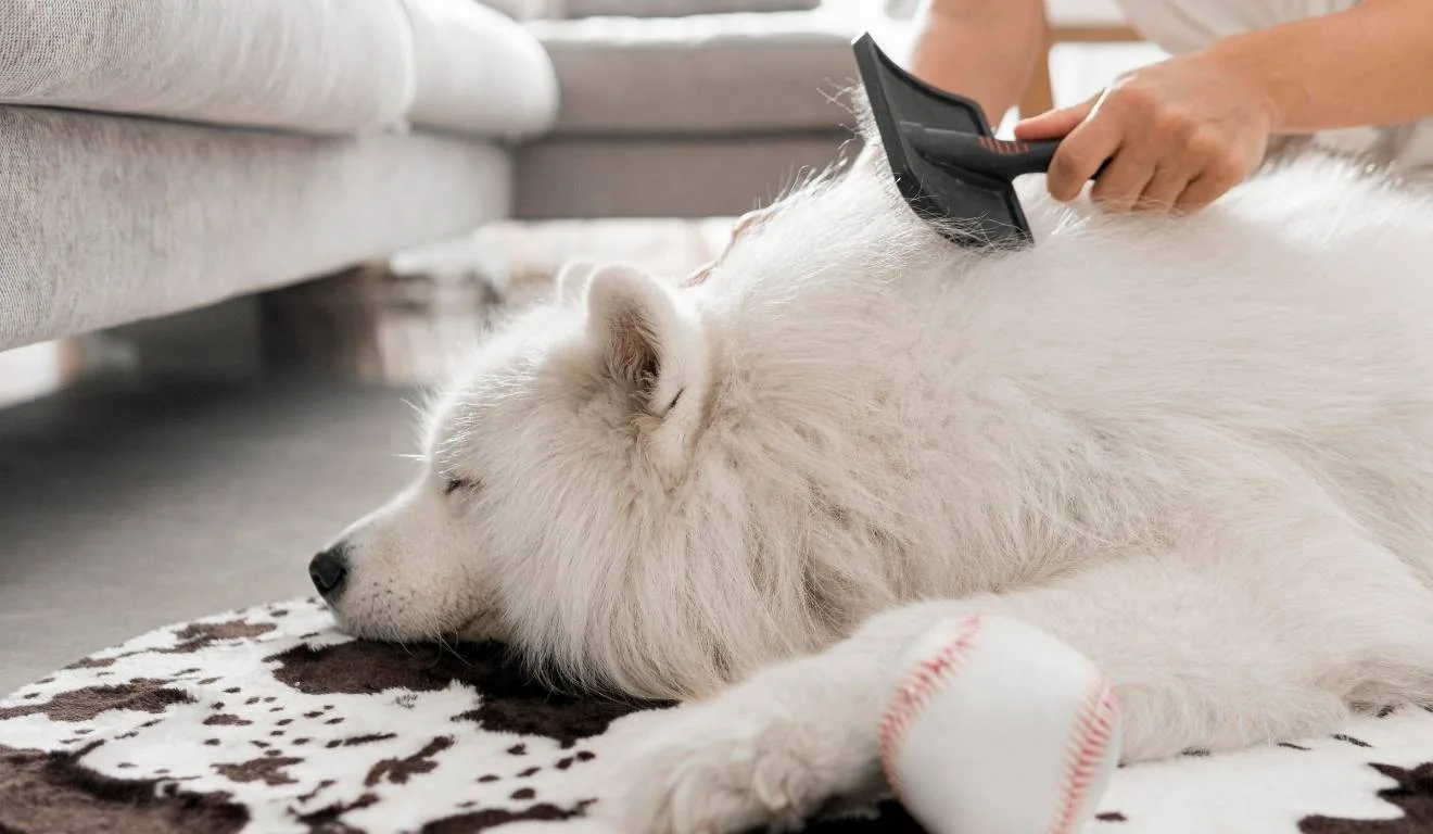 pessoa escovando cachorro de pelo branco