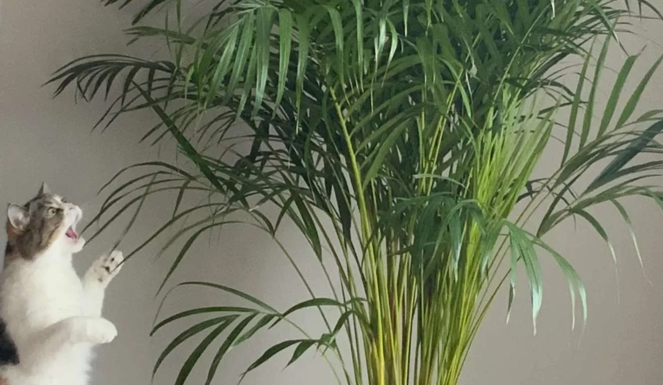 gato ao lado de plantas