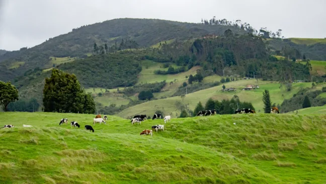 Gado pastando em fazenda no campo com morros ao fundo, representando produtores rurais e atividades agropecuárias