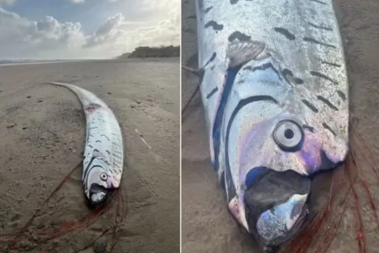 Peixe do fim do mundo aparece em praia da Austrália - Foto: Reprodução / Instagram
