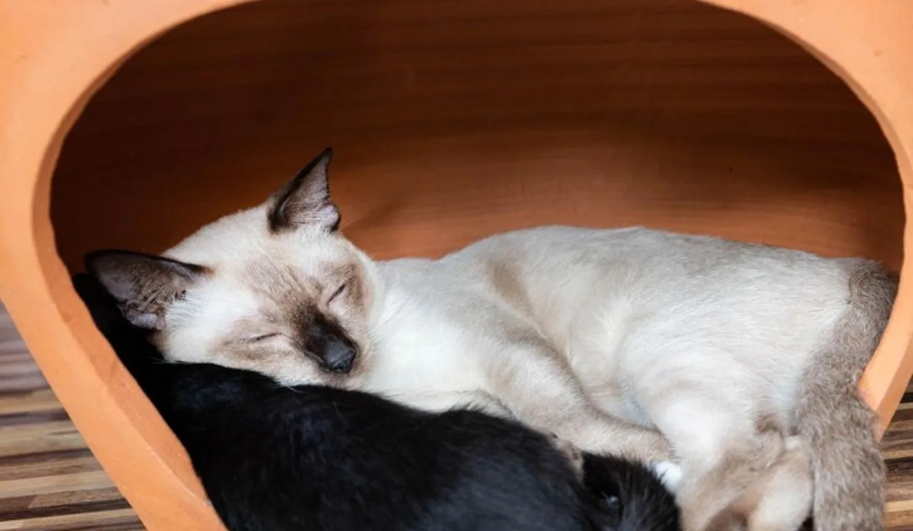 gato dormindo em caminha