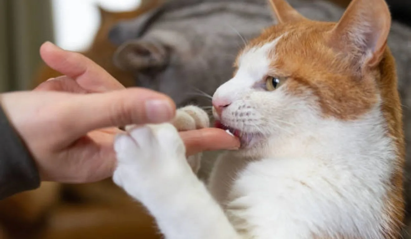 gato lambendo mão de mulher