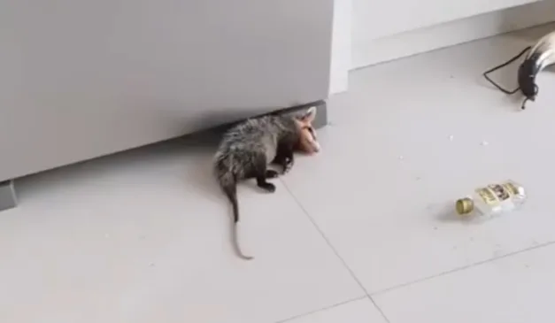 animal dormindo no chão