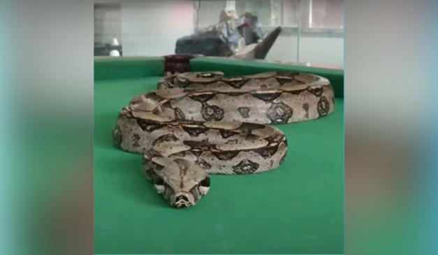 Jiboia chamada Medusa foi furtada no Paraná