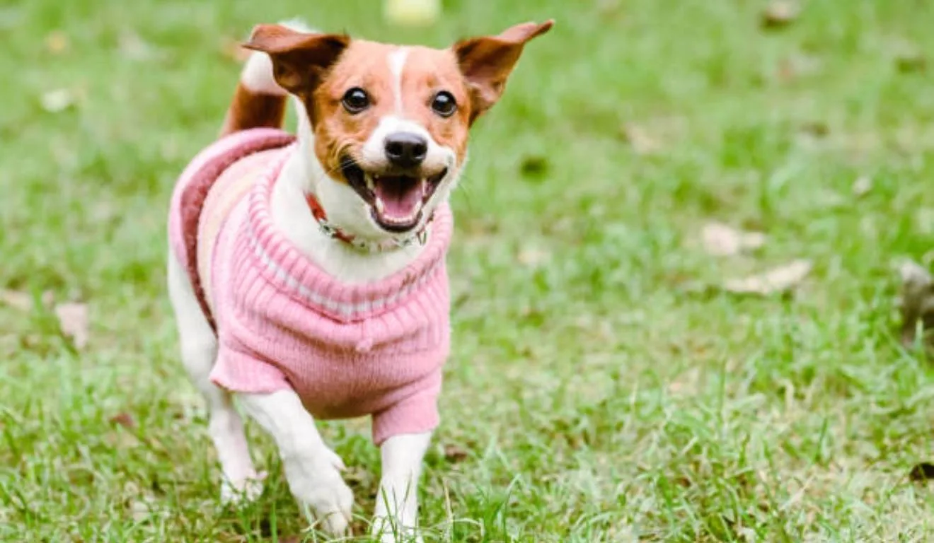 cachorro de roupinha correndo na grama