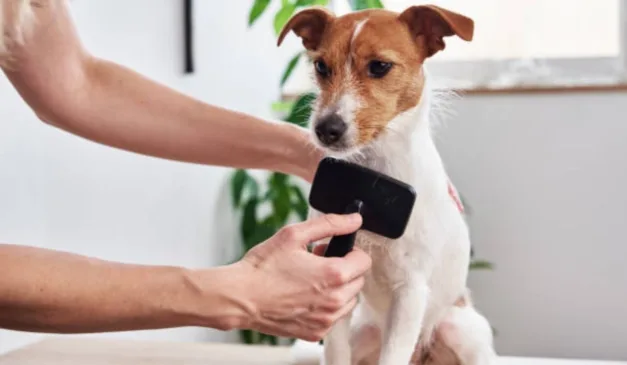 cachorro tendo o pelo escolado