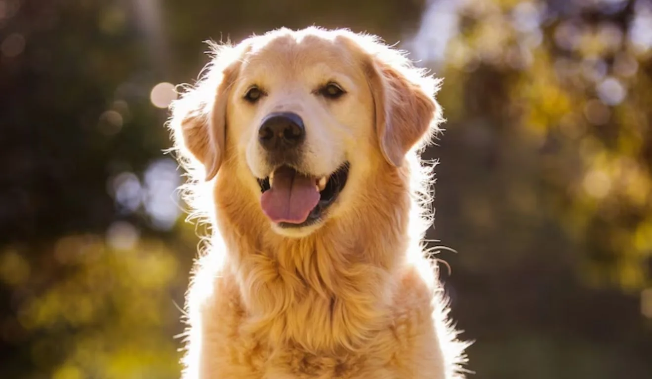 golden retriever