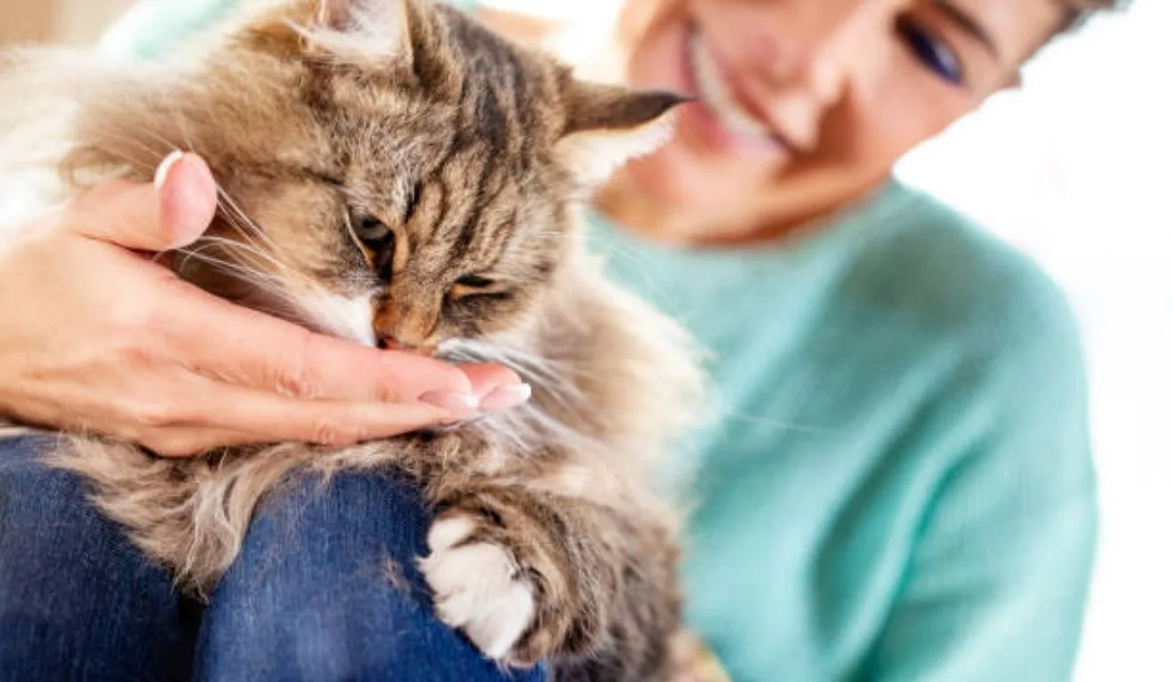 gato lambendo mão de mulher