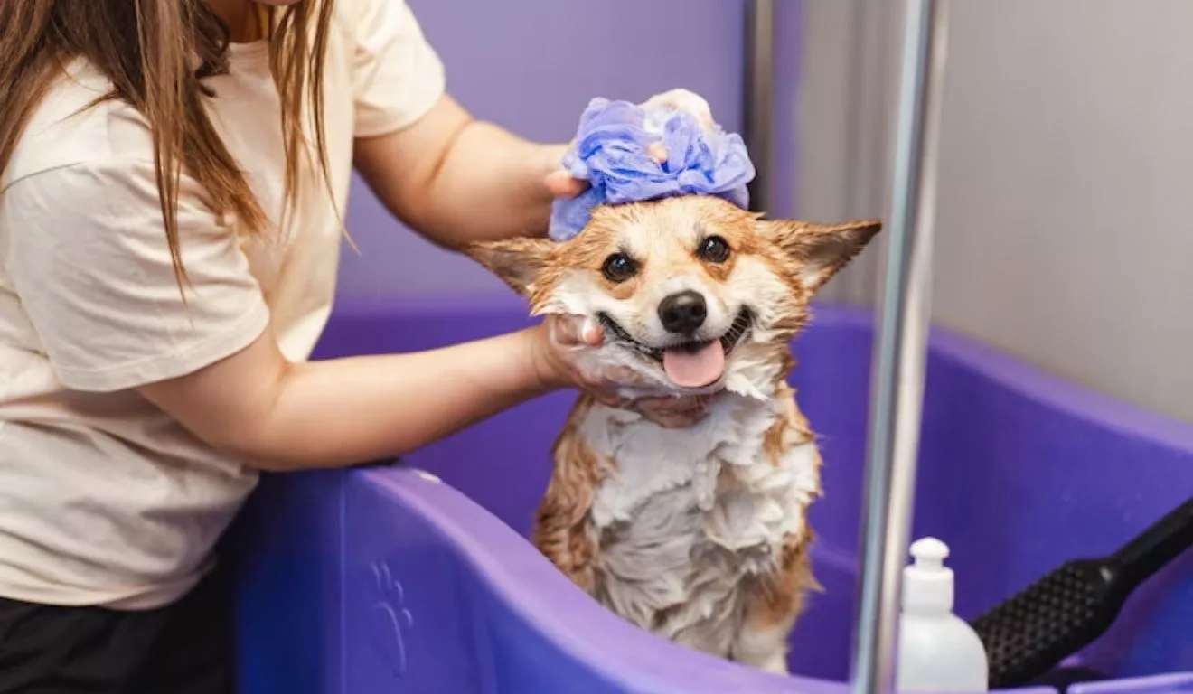 cachorro tomando banho