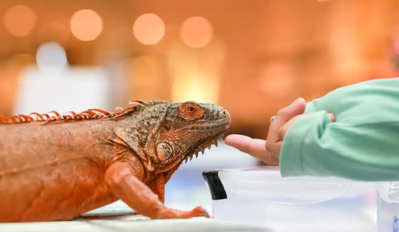 pessoa fazendo carinho em iguana