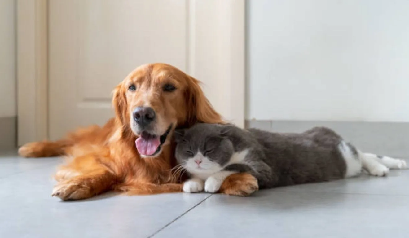 golden retriever com gato