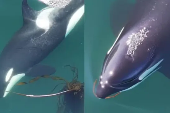 Orcas são vistas com comportamento incomum - Foto: Reprodução / Center for Whale Research in Washington State