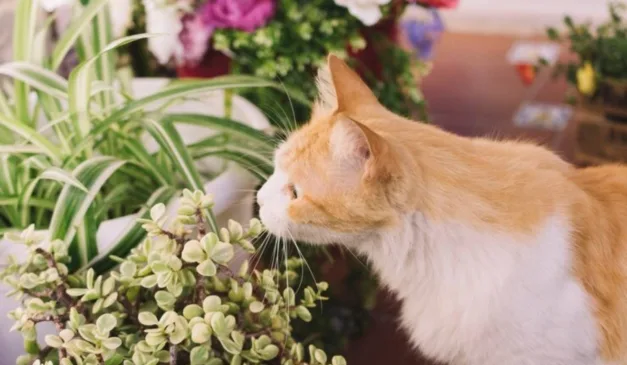 gato cheirando uma planta
