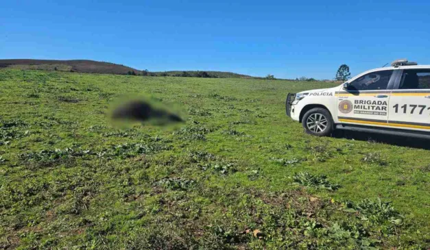 Touro ataca e mata idoso em propriedade rural no Rio Grande do Sul 