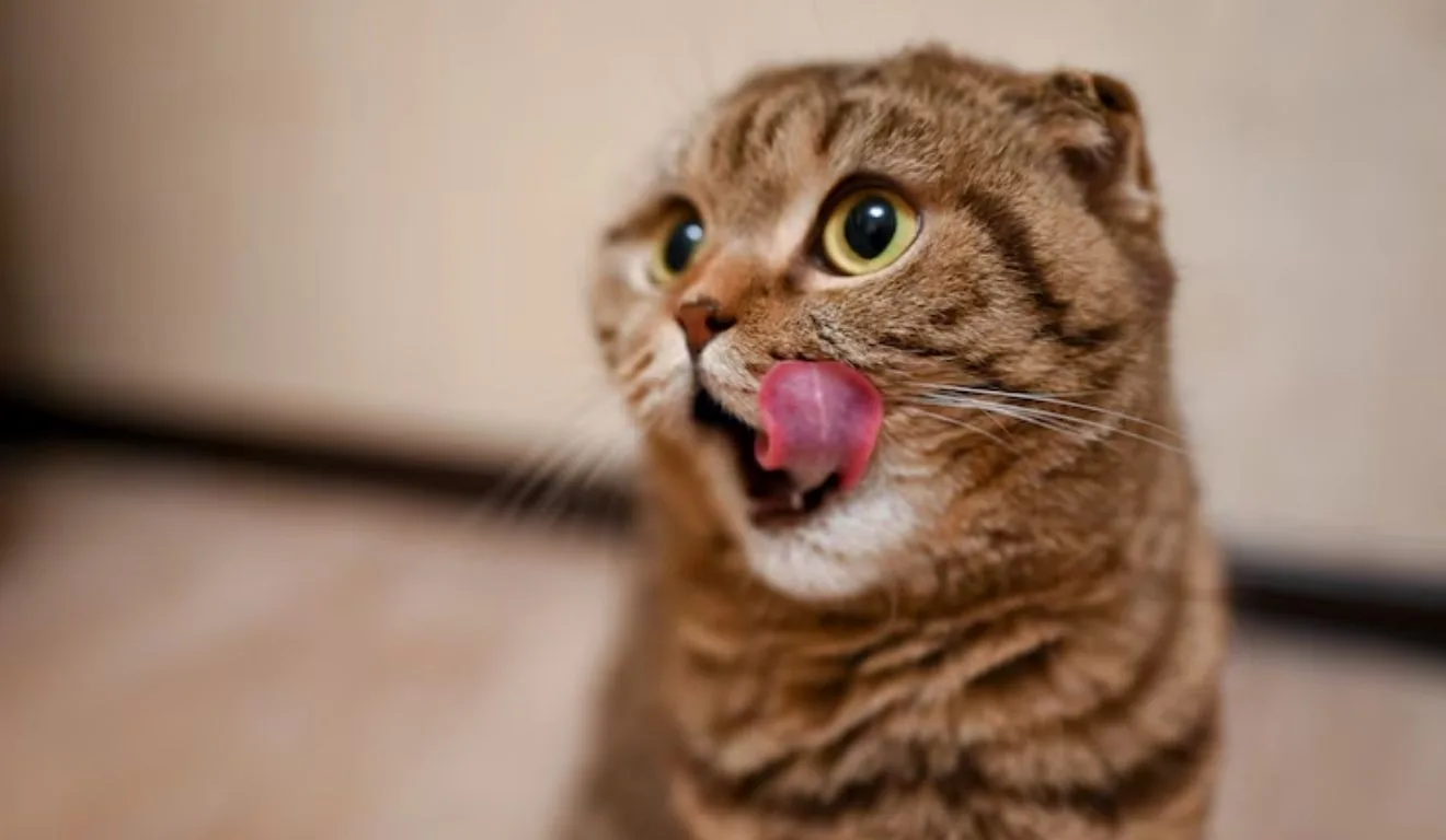 gato com língua de fora