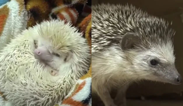 ouriço enrolado em um cobertor