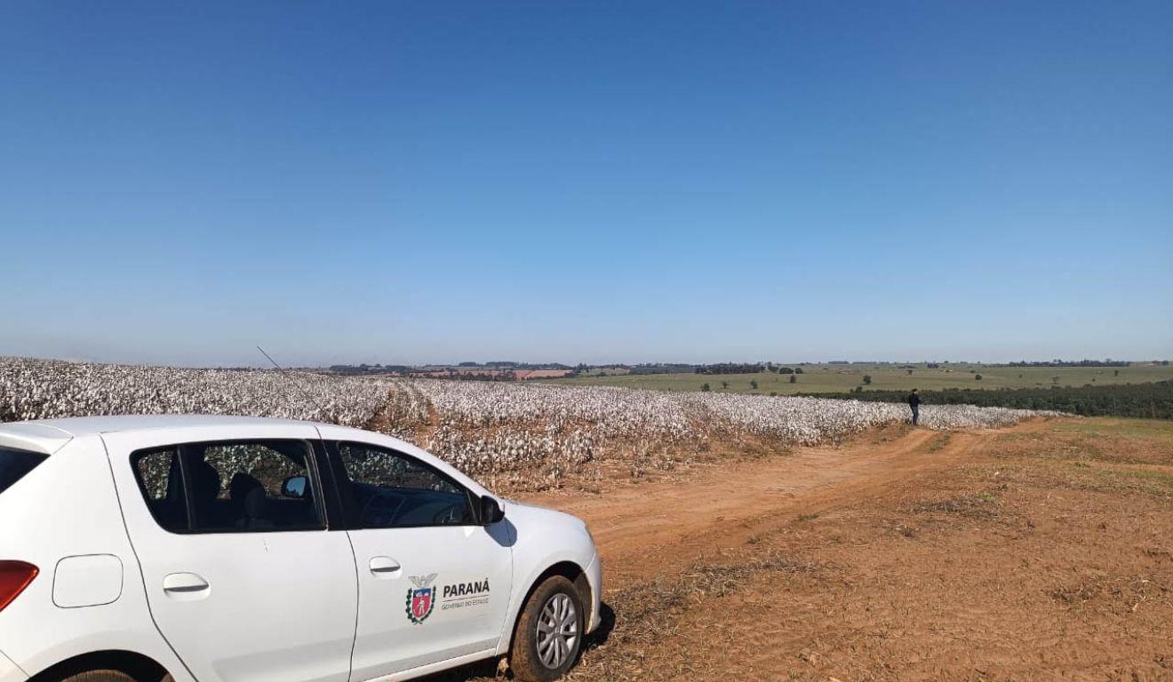 Carro estacionado próximo a área de cultivo de algodão no Paraná