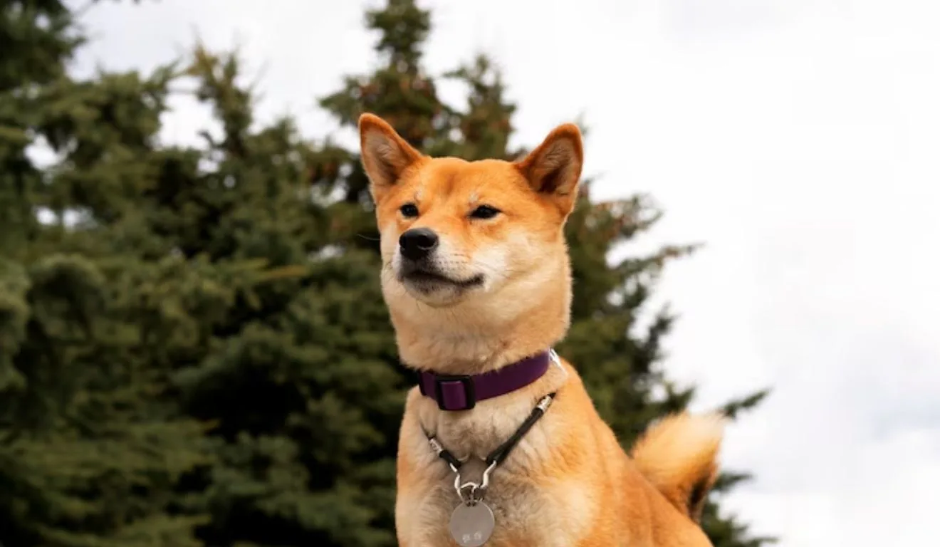 Akita Inu