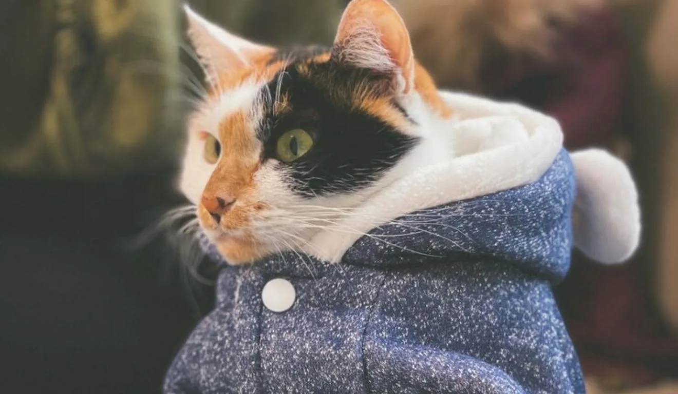 gato usando moletom