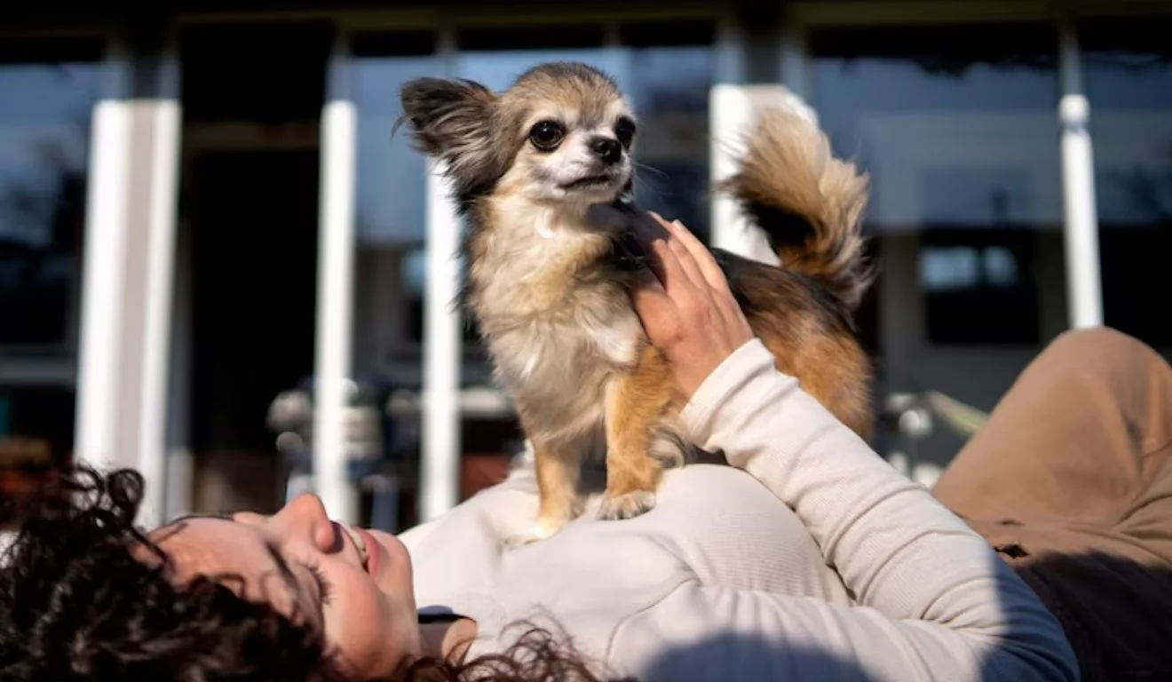 mulher com chihuahua no colo