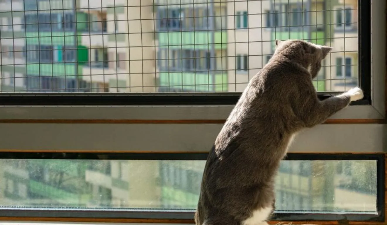 gato na janela com tela de proteção