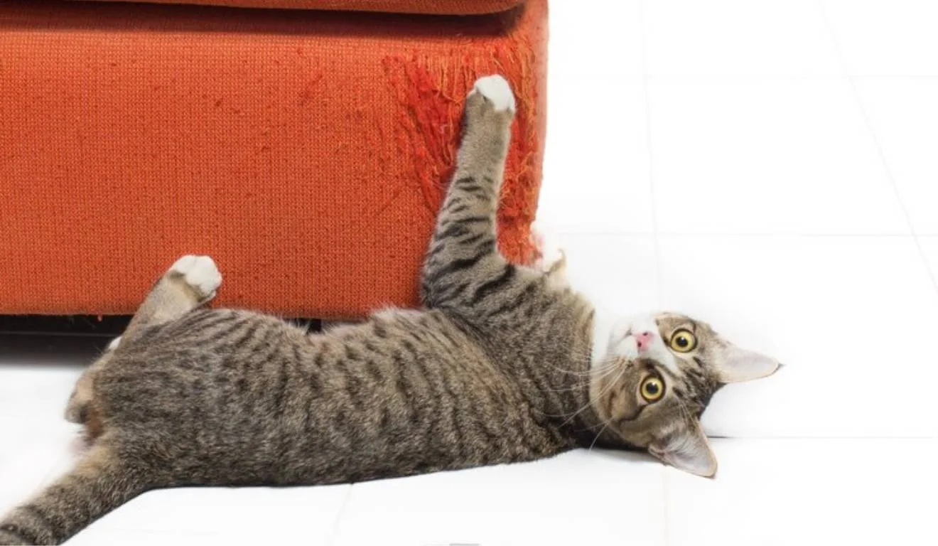 gato arranhando sofá