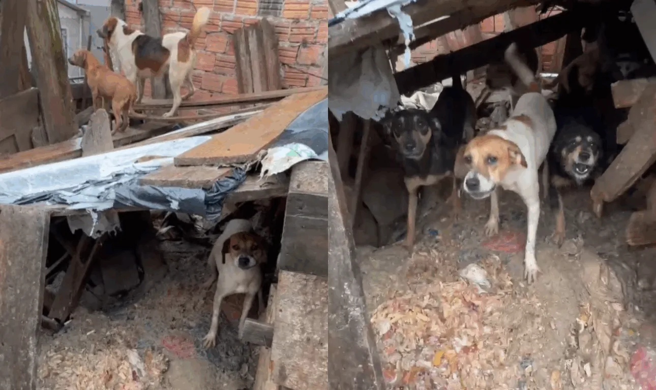 cães em situaçãode vulnerabilidade