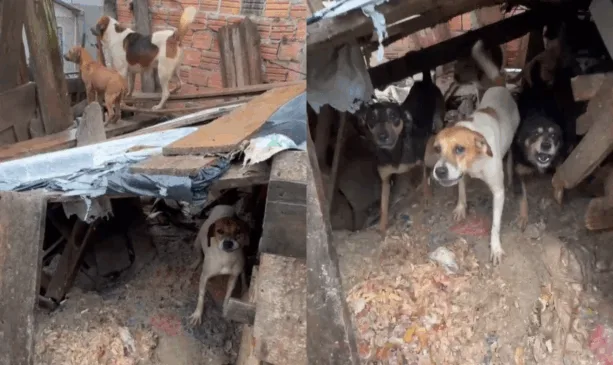 cães em situaçãode vulnerabilidade