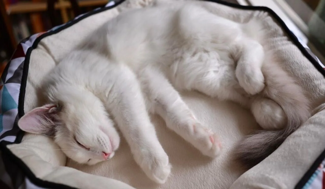 gato dormindo em caminha