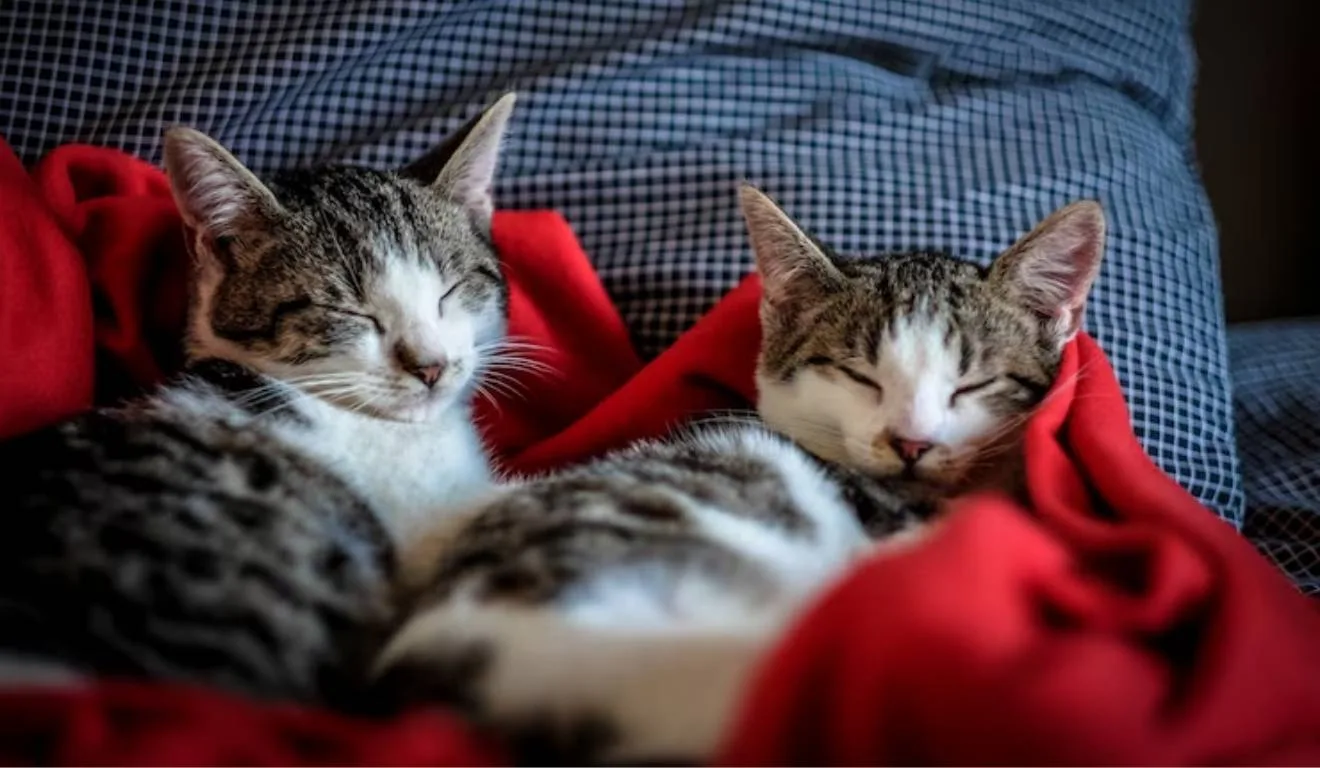 gatos dormindo juntos no frio