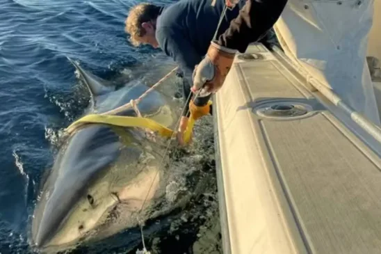 Contender é o maior tubarão-branco já registrado no Atlântico - Foto:  Reprodução / OCEARCH