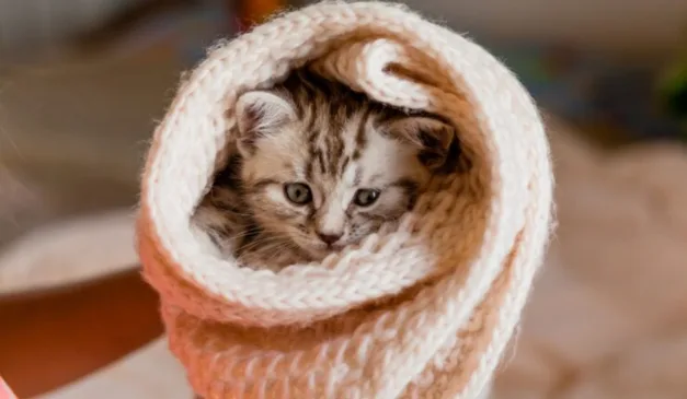 gato embrulhado em coberta