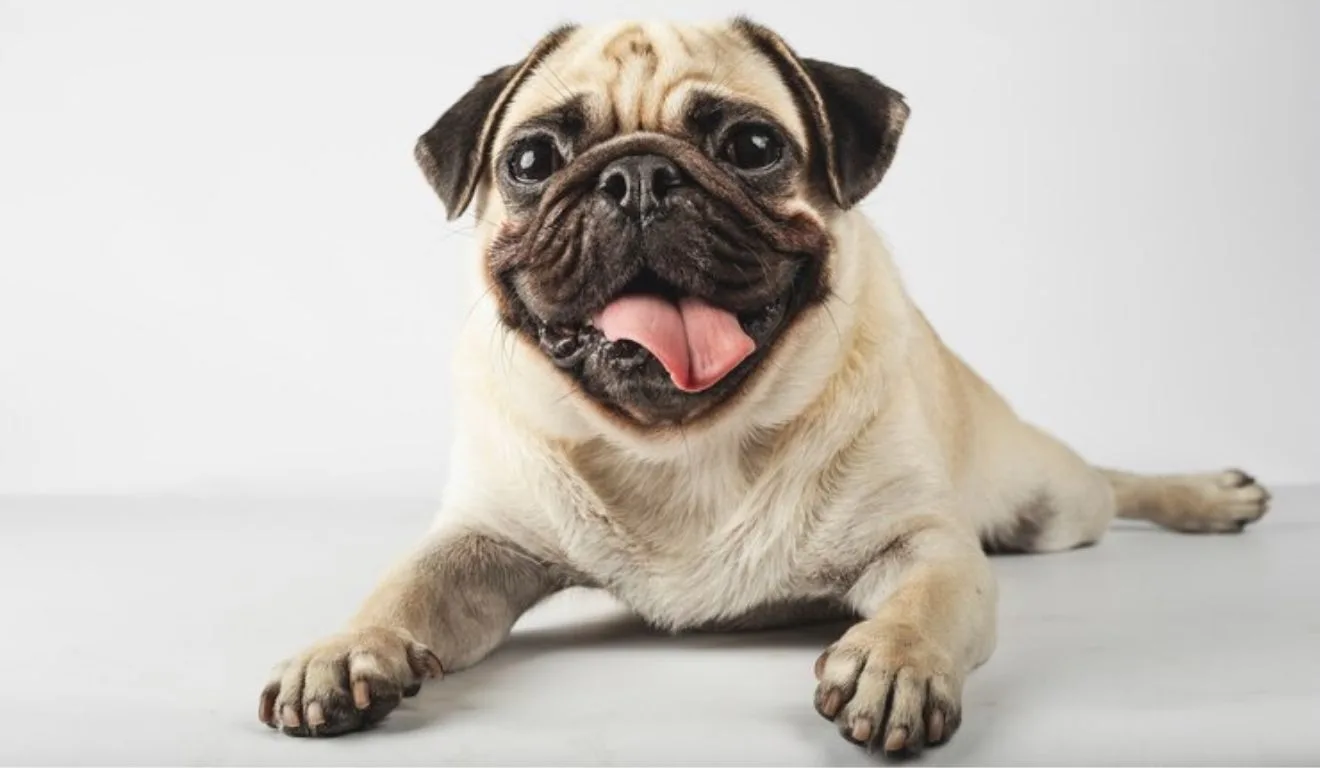 cachorro pug com a língua pra fora