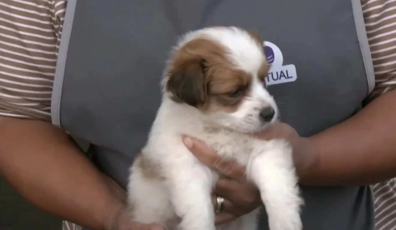 Cachorrinho no colo de mulher