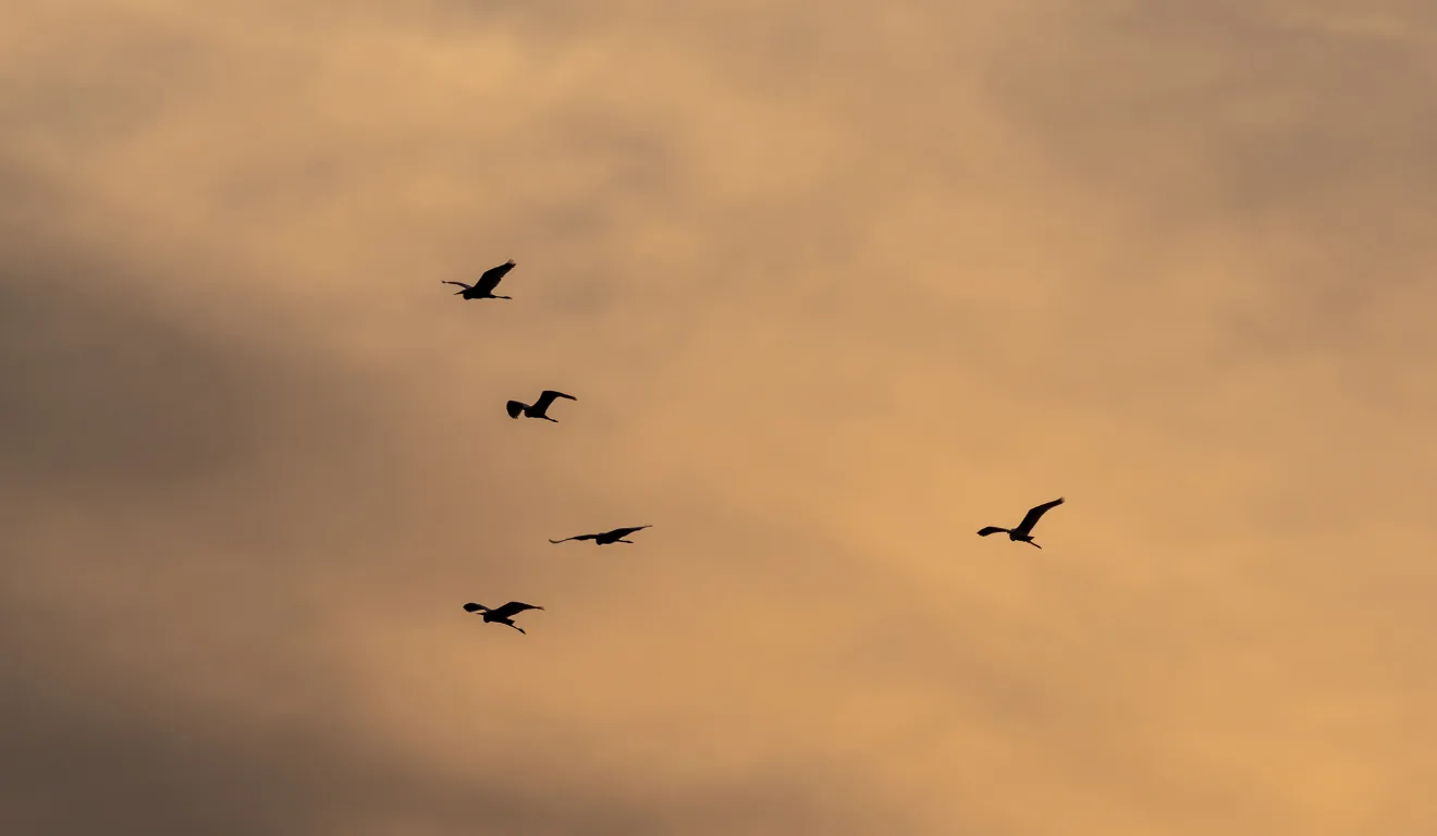 Imagem ilustrativa do céu com pássaros