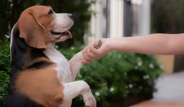 cachorro dando a patinha