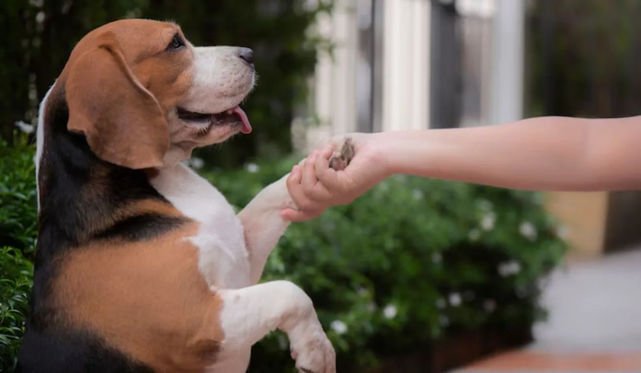 cachorro dando a patinha