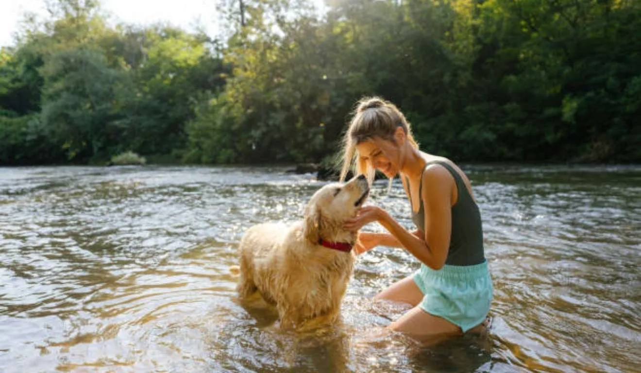 golden retriever em lago